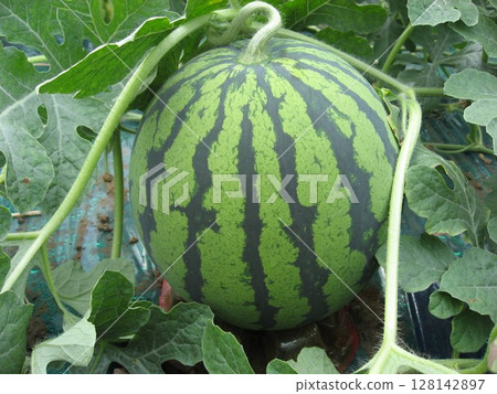 西瓜(青森縣產) 西瓜(青森縣產) 128142897