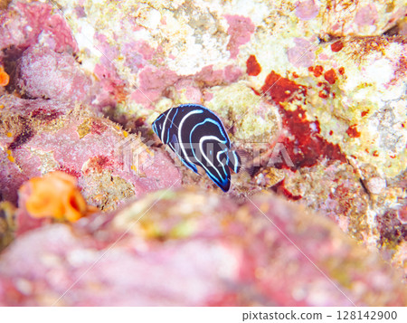 Beautiful juvenile angelfish (Philadelphidae) and others. Hirizohama Nakagi Minamiizu Town Izu Peninsula Shizuoka Prefecture 2024 128142900