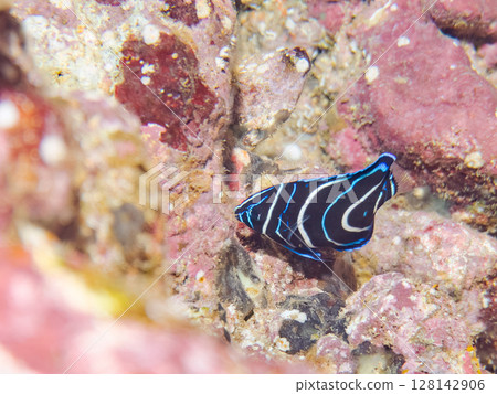 美麗的幼年南方神仙魚（神仙魚科）等等。 Hirizohama Nakagi 南伊豆鎮 伊豆半島 靜岡縣 2024 128142906