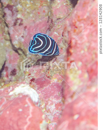 美麗的幼年南方神仙魚（神仙魚科）等等。 Hirizohama Nakagi 南伊豆鎮 伊豆半島 靜岡縣 2024 128142908