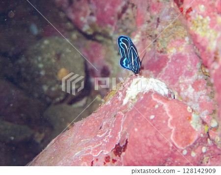 Beautiful juvenile angelfish (Philadelphidae) and others. Hirizohama Nakagi Minamiizu Town Izu Peninsula Shizuoka Prefecture 2024 Beautiful juvenile angelfish (Philadelphidae) and others. Hirizohama Nakagi Minamiizu Town Izu Peninsula Shizuoka Prefecture 2024 128142909