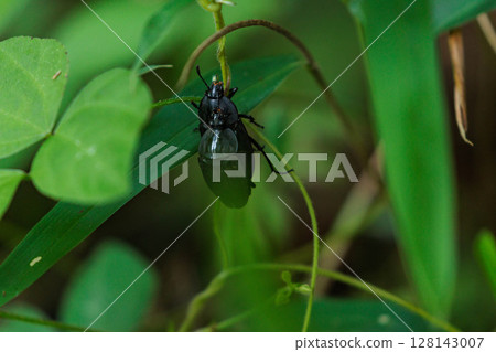 一隻巨型木匠甲蟲停在一片葉子上並交配 128143007