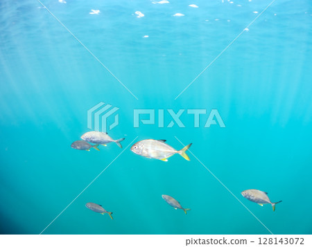 A beautiful school of silver-stripe trevally (Carangidae) attacking a school of silver-stripe round herring. Hirizohama Nakagi Minamiizu Town Izu Peninsula Shizuoka Prefecture 2024 128143072