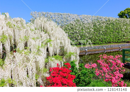 春季四月：足利花卉公園 - 紫藤花架盛開 128143148