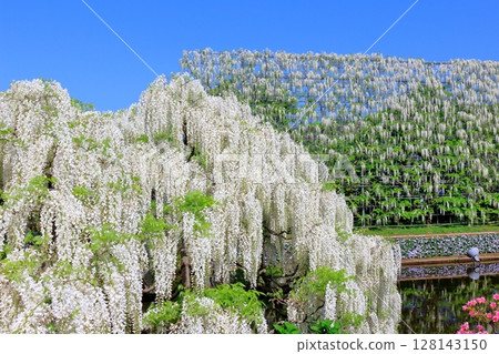 Spring April: Ashikaga Flower Park - Wisteria trellis in full bloom 128143150