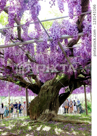 春季四月:足利花卉公園 - 紫藤花架盛開 春季四月:足利花卉公園 - 紫藤花架盛開 128143166
