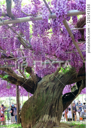 春季四月:足利花卉公園 - 紫藤花架盛開 春季四月:足利花卉公園 - 紫藤花架盛開 128143168