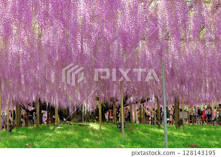 春季四月：足利花卉公園 - 紫藤花架盛開 128143195