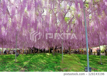 春季四月:足利花卉公園 - 紫藤花架盛開 春季四月:足利花卉公園 - 紫藤花架盛開 128143196
