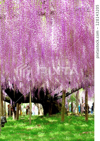 春季四月：足利花卉公園 - 紫藤花架盛開 128143205