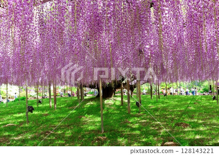 Spring April: Ashikaga Flower Park - Wisteria trellis in full bloom 128143221