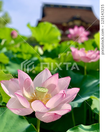 盛開的蓮花與綠葉映襯下的隨神門(愛知縣岡崎市伊賀八幡宮) 盛開的蓮花與綠葉映襯下的隨神門(愛知縣岡崎市伊賀八幡宮) 128143255