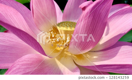 一朵盛開的粉紅色蓮花的特寫（伊賀八幡神社蓮花池/愛知縣岡崎市） 128143259