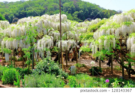 Spring April: Ashikaga Flower Park - Wisteria trellis in full bloom Spring April: Ashikaga Flower Park - Wisteria trellis in full bloom 128143367