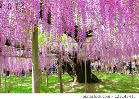 春季四月：足利花卉公園 - 紫藤花架盛開 128143413