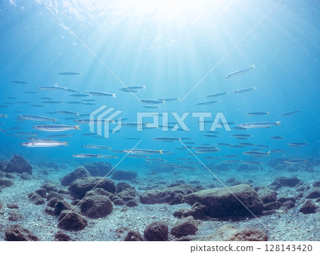 An impressive school of Taiwanese barracudas (Family: Barracudaidae) and other fish. Hirizohama, Nakagi, Minamiizu Town, Izu Peninsula, Shizuoka Prefecture, 2024 128143420