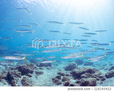 令人印象深刻的台灣梭魚群(科:梭魚科)和其他魚類。 Hirizohama Nakagi 南伊豆鎮 伊豆半島 靜岡縣 2024 令人印象深刻的台灣梭魚群(科:梭魚科)和其他魚類。 Hirizohama Nakagi 南伊豆鎮 伊豆半島 靜岡縣 2024 128143422