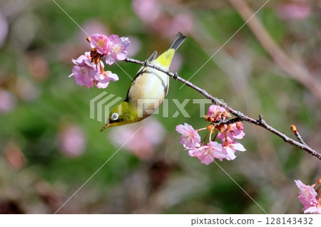 Kawazu cherry tree and mezzo 128143432
