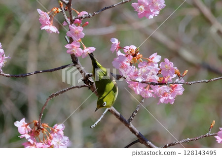 Kawazu cherry tree and mezzo 128143495