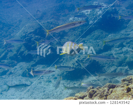一群黑武魚、台灣梭魚和其他魚類。 2024年靜岡縣伊豆半島南伊豆町Hirizohama Nakagi 一群黑武魚、台灣梭魚和其他魚類。 2024年靜岡縣伊豆半島南伊豆町Hirizohama Nakagi 128143542