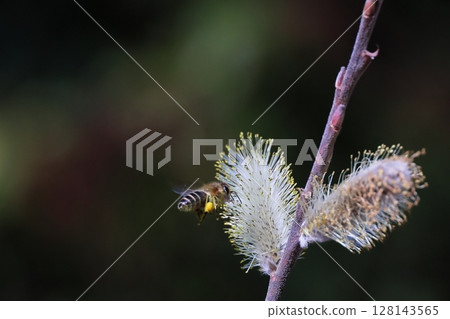 貓王威利 貓王威利 128143565