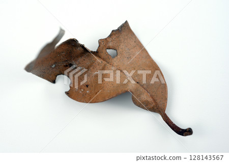 落葉放置在空間08 落葉放置在空間08 128143567