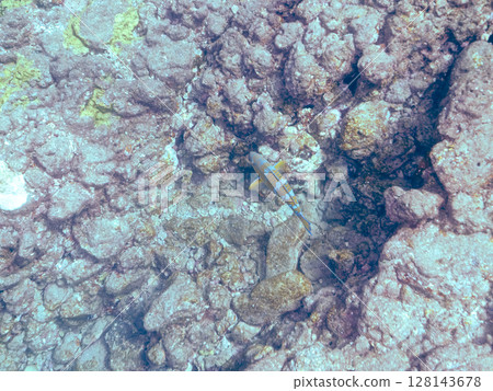 大型美麗的隆頭魚（鸚嘴魚科）等。 Hirizohama Nakagi 南伊豆鎮 伊豆半島 靜岡縣 2024 128143678