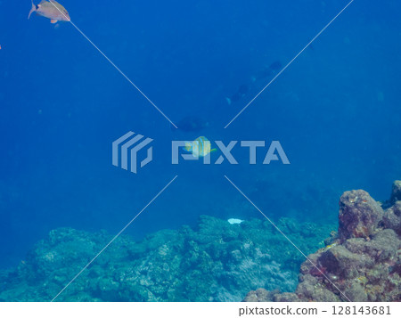 Large and beautiful hibudai (family Parrotfish) and others. Hirizohama Nakagi Minamiizu Town Izu Peninsula Shizuoka Prefecture 2024 128143681