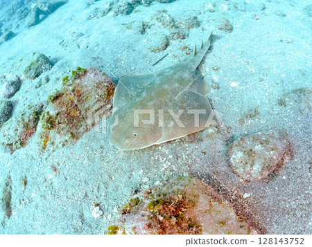 A large and beautiful Squirrel Shark (Squirrel family) swimming leisurely Hirizohama Nakagi Minamiizu Town Izu Peninsula Shizuoka Prefecture 2024 128143752