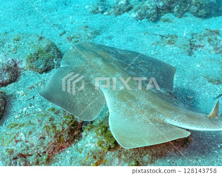 A large and beautiful Squirrel Shark (Squirrel family) swimming leisurely Hirizohama Nakagi Minamiizu Town Izu Peninsula Shizuoka Prefecture 2024 128143758