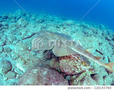 A large and beautiful Squirrel Shark (Squirrel family) swimming leisurely Hirizohama Nakagi Minamiizu Town Izu Peninsula Shizuoka Prefecture 2024 128143760