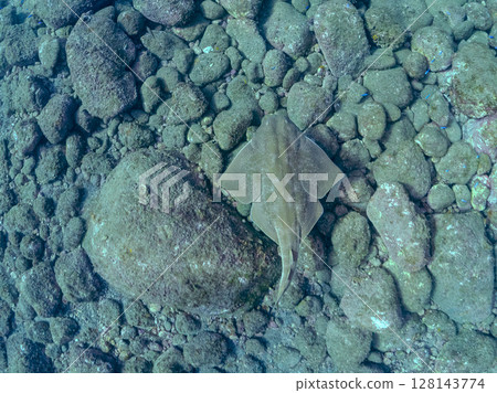 A large and beautiful Squirrel Shark (Squirrel family) swimming leisurely Hirizohama Nakagi Minamiizu Town Izu Peninsula Shizuoka Prefecture 2024 128143774