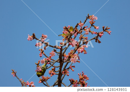 Kawazu cherry tree and mezzo 128143931