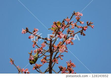 Kawazu cherry tree and mezzo 128143932