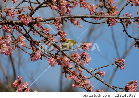 Kawazu cherry tree and mezzo 128143958