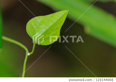 Wakaba在森林裡 Wakaba在森林裡 128144008