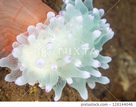 Due to the continued high seawater temperature, the coral turns white and moves away from the rocks. Beautiful coral anemones. Hirizohama, Nakagi, Minamiizu Town Due to the continued high seawater temperature, the coral turns white and moves away from the rocks. Beautiful coral anemones. Hirizohama, Nakagi, Minamiizu Town 128144046