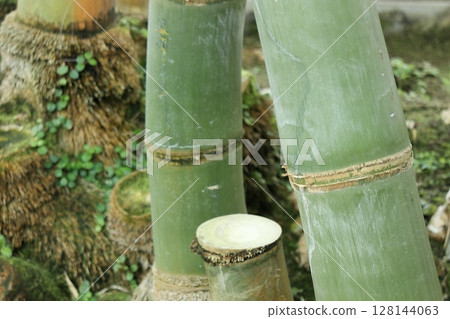 Bamboo landscape 128144063