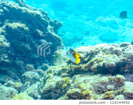 Beautiful adult Threadfin Butterflyfish and others Nakagi Hirizo Beach, Minamiizu-cho, Kamo-gun, Izu Peninsula, Shizuoka Prefecture, 2024 128144092