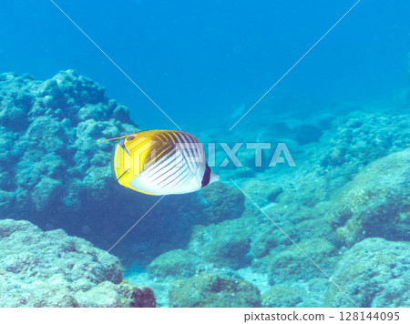 Beautiful adult Threadfin Butterflyfish and others Nakagi Hirizo Beach, Minamiizu-cho, Kamo-gun, Izu Peninsula, Shizuoka Prefecture, 2024 Beautiful adult Threadfin Butterflyfish and others Nakagi Hirizo Beach, Minamiizu-cho, Kamo-gun, Izu Peninsula, Shizuoka Prefecture, 2024 128144095