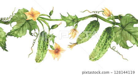 Cucumbers plant with leaves, flowers and tendril. Vegetable seamless border. Watercolor painted eco farming and gardening crop pattern for kitchen textile, product packaging. Isolated from background. 128144119