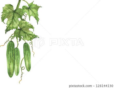 Cucumbers plant frame with green leaf, curling tendril, buds hanging on vine. Hand painted rustic watercolor botanical illustration of growing fruit for gardening, farming template isolated on white. 128144130