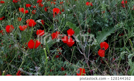 Red Poppy Flowers In The Field Red Poppy Flowers In The Field 128144162
