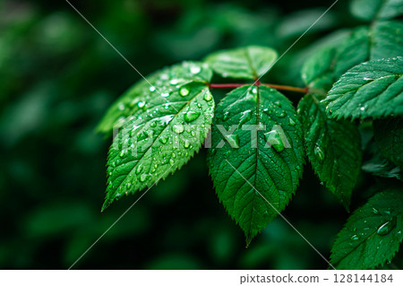 dew on lush green leaves in early summer morning, extreme close up, freshness and purity concept 128144184