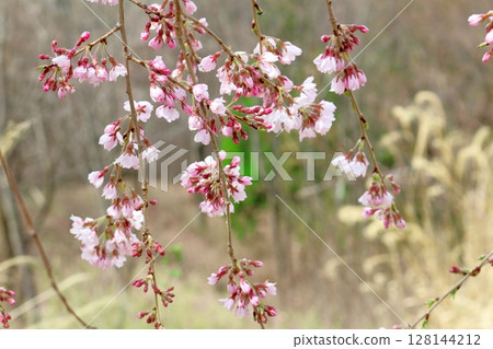 Spring in the Sanada region of Shinshu - Scenery of Shinshu 128144212