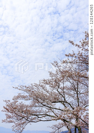 信州真田的春天 - 信州風景 128144265