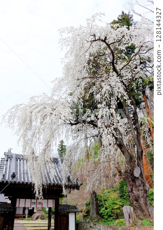 Spring in the Sanada region of Shinshu - Scenery of Shinshu 128144327