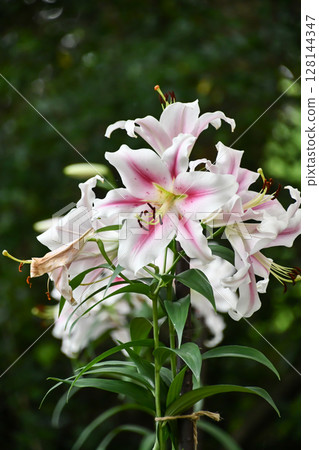 Lilium Frontera 128144347