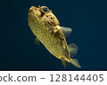 Halocenbon puffer 128144405