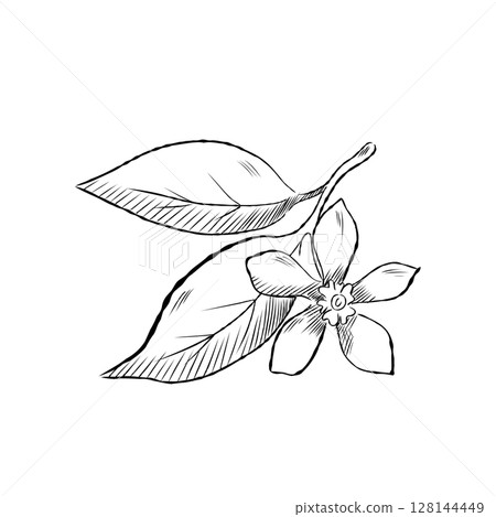 Cartoon Lemon Leaves And Flower Vector Illustration Cartoon Lemon Leaves And Flower Vector Illustration 128144449